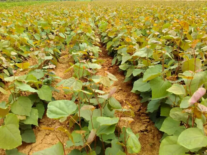 展示一片正在成长中的小叶紫檀幼林,背景为阳光照射下的绿色植被 小叶紫檀幼苗种植基地