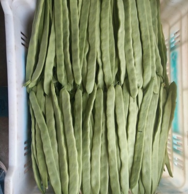 绿龙豆角 15厘米以上