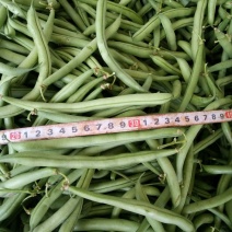 豆角8~15厘米，山西雁北蔬菜市场