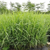 【基地直销】芦竹苗进口芦竹种苗量大从优