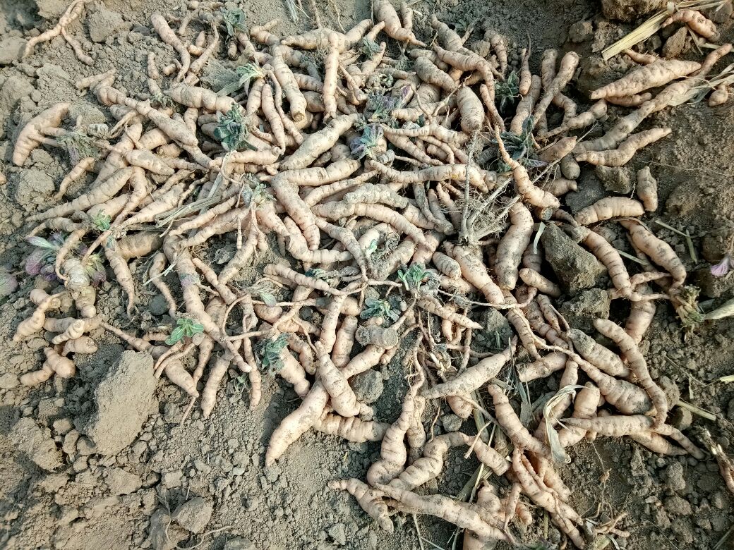 江西腊采摘场景