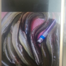 方正银鲫鱼苗