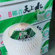椰青2.5~3斤