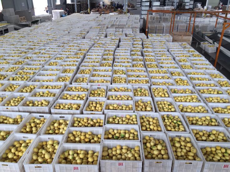 安岳县永盛柠檬专业合作社果园种植场景