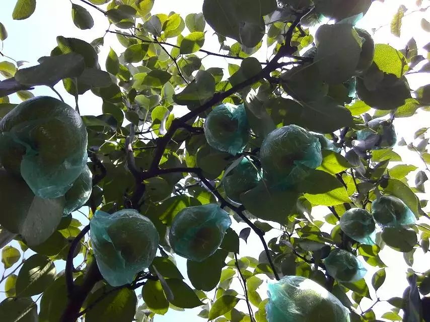 莱阳梨果园全景