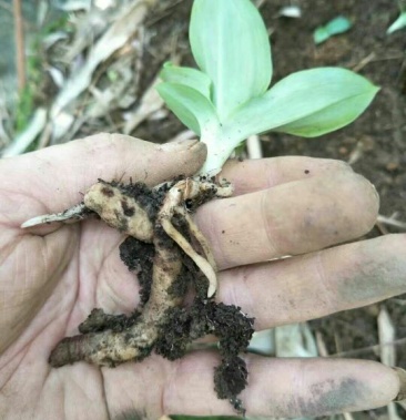 [双肾草批发]双肾草 野生双肾参成品20棵起发货 量大优惠价格5.