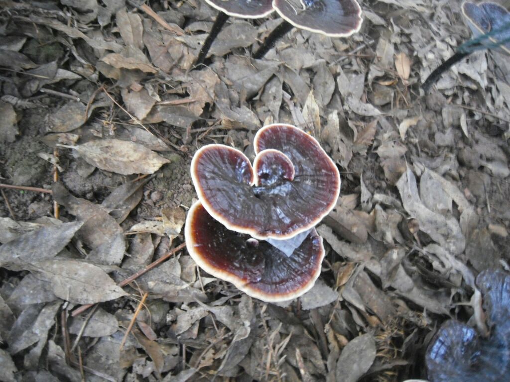 一株成熟的野生铁杉灵芝生长在潮湿阴凉的高山铁杉树干基部,菌盖呈深褐色至黑褐色,表面有明显光泽和同心环纹,菌柄侧生且粗壮,周围覆盖苔藓与落叶,环境原始洁净 铁杉灵芝野生原生态生长状态
