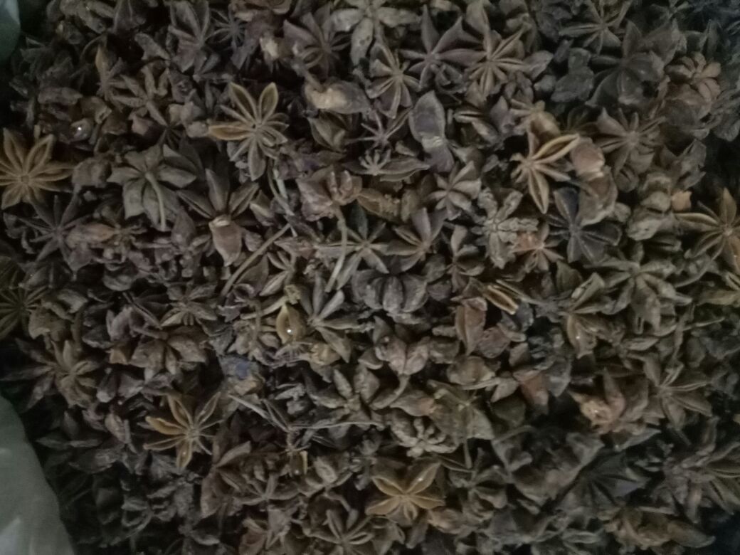 八角茴香实物图