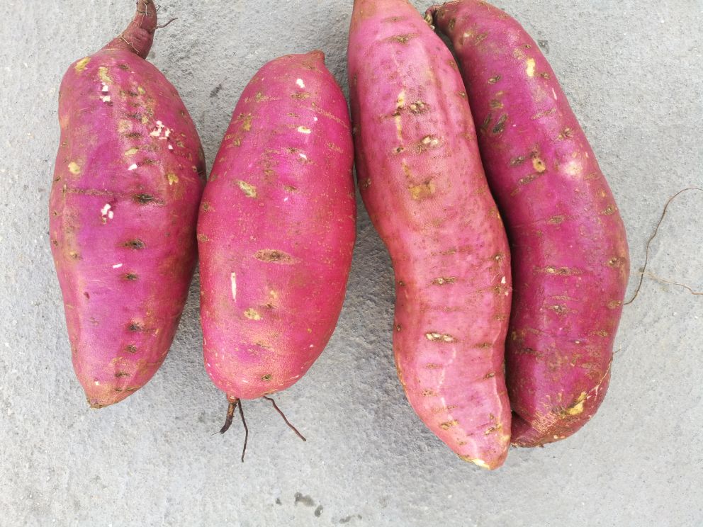 紫薯植株与块根特写