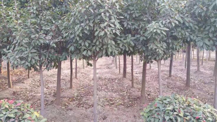 一棵高约4米的大叶女贞成年树,树冠浓密呈卵圆形,枝条上密集分布着白色圆锥花序,花朵细小洁白,散发淡淡清香。背景为春季园林环境,地面有少量落叶,显示健康生长状态。 大叶女贞开花实景图