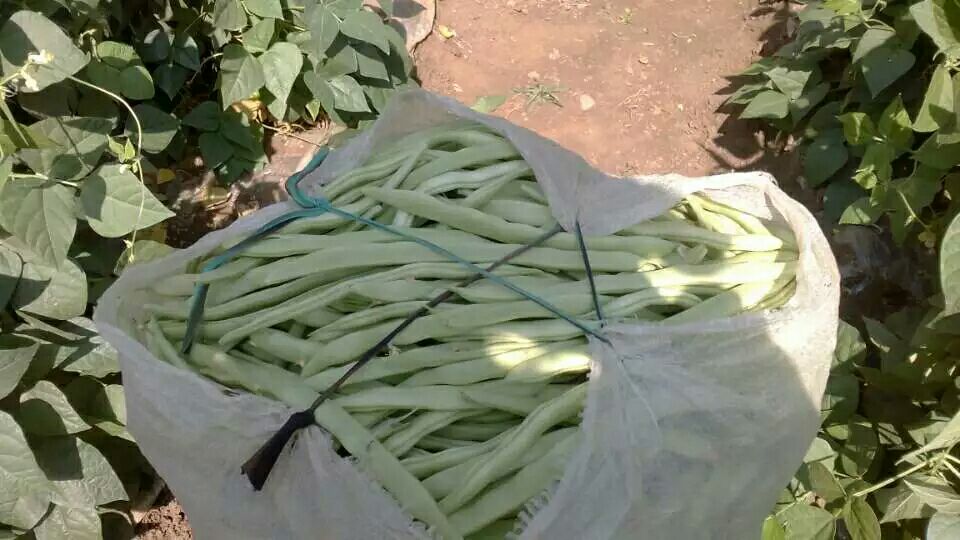 白不老豆分级包装现场