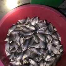 白鲫垂钓