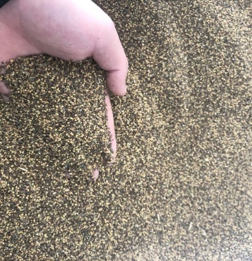 [苜蓿草批发]草籽 沙打旺种子价格25.00元/斤 - 一亩田