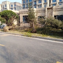 小叶女贞4cm以下
