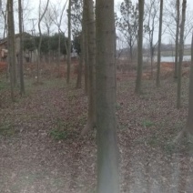 栾树8~10cm6~8cm3.5~4米