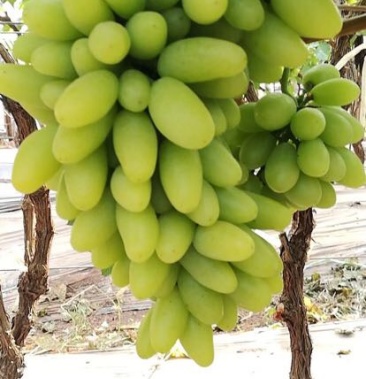 白鸡心葡萄23斤5以下