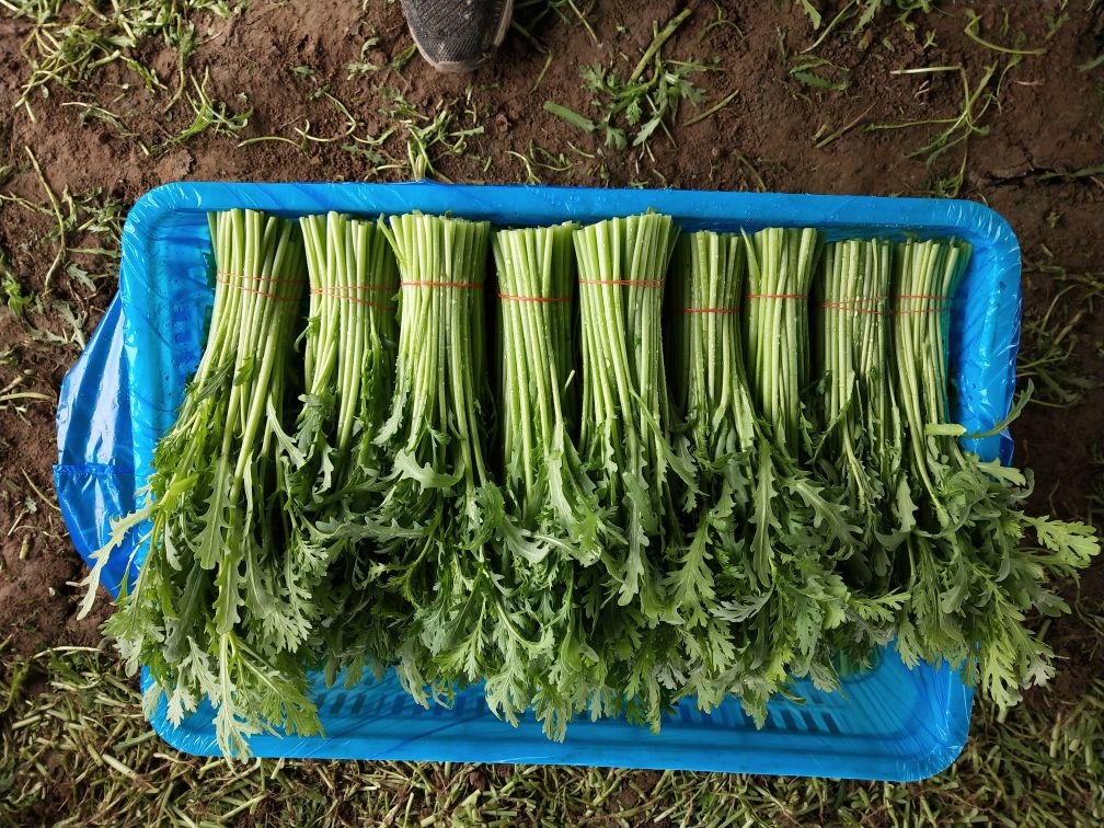 茼蒿菜肴成品图