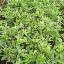 台湾珍珠番石榴苗30~50cm