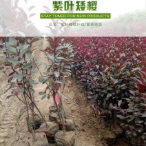紫叶矮樱营养钵杯苗两年生