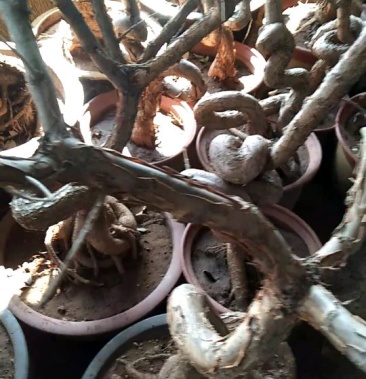 流苏树桩35cm以上