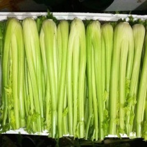 西芹70cm以上西芹，皇后，皇妃，西芹