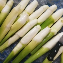 【精选】茭白种苗荣民双季特早熟茭白苗产地直供量大供应