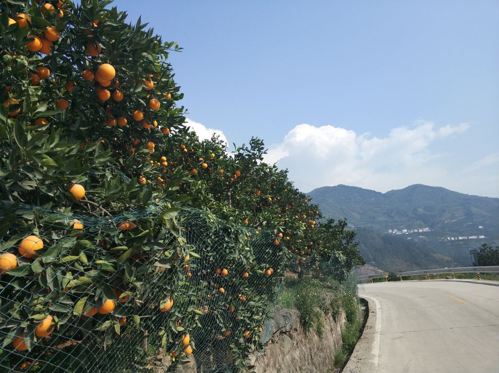 湖北省秭归县山坡梯田上连片种植的青秋脐橙果园,树木整齐排列,果实挂满枝头,部分果实已呈现浅橙黄色,背景为长江峡谷地貌,清晨阳光洒在果园上,雾气缭绕,展现生态种植环境 青秋脐橙果园航拍图