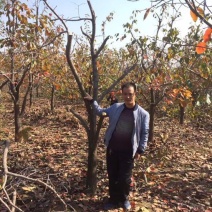 山西柿子树，8-10-12公分阳丰甜柿子树，采摘园柿子树
