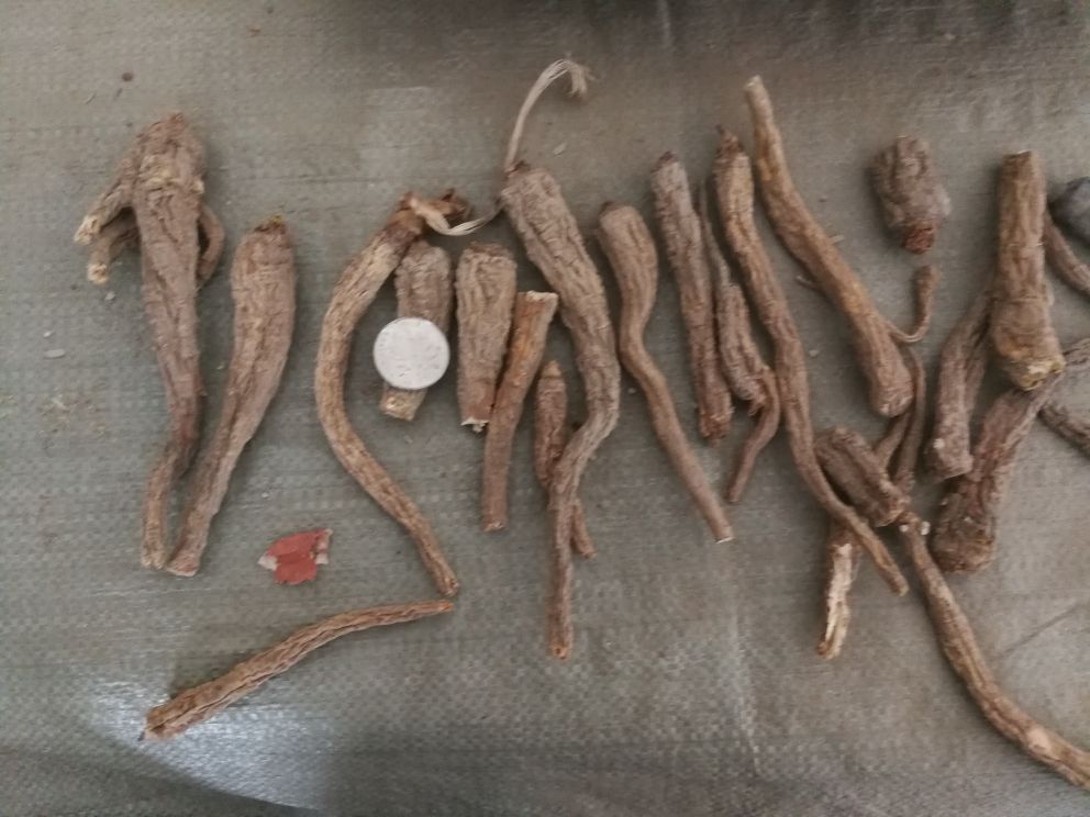 白芷干燥根部特写