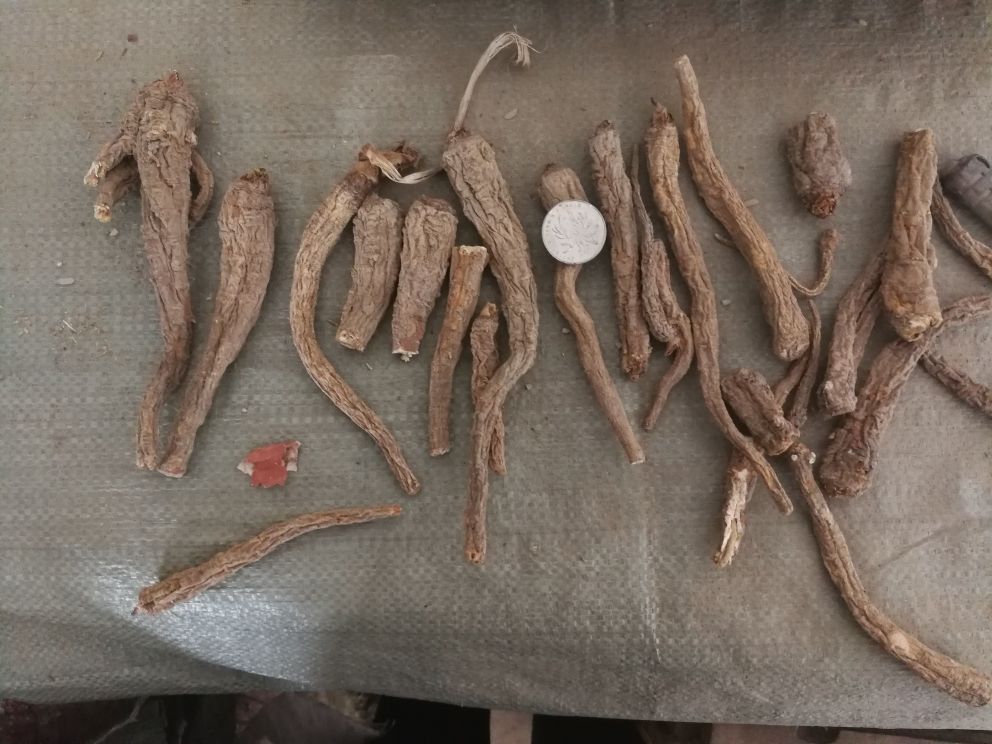 一根完整的干燥白芷根,呈圆锥形,表面灰黄色至淡黄棕色,有明显的横向皮孔和纵皱纹,断面白色或灰白色,质地坚硬,散发出淡淡的芳香气味,放置在木质托盘上,背景为中药材交易市场的环境 白芷药材特写