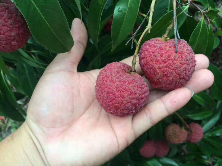 展示荔枝核浸泡后裂开、胚根伸出、子叶展开至形成幼苗的全过程,背景为湿润育苗盘,配有温度计和湿度计,体现科学育苗环境 荔枝种子萌发过程示意图