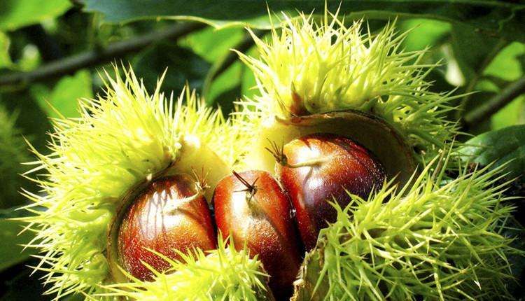 锥栗优良品种对比图