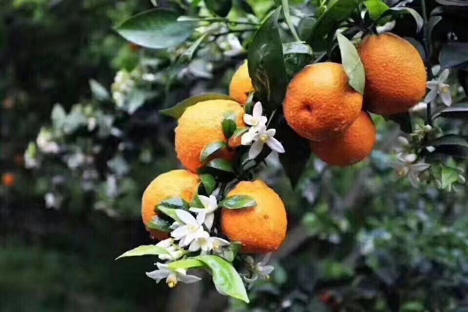 柑桔花朵盛开景象