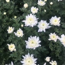 黄山贡菊