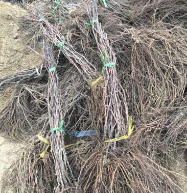 [葡萄苗批发]辽峰葡萄苗 110~150cm 2年,大量出售各种果树苗价格2.