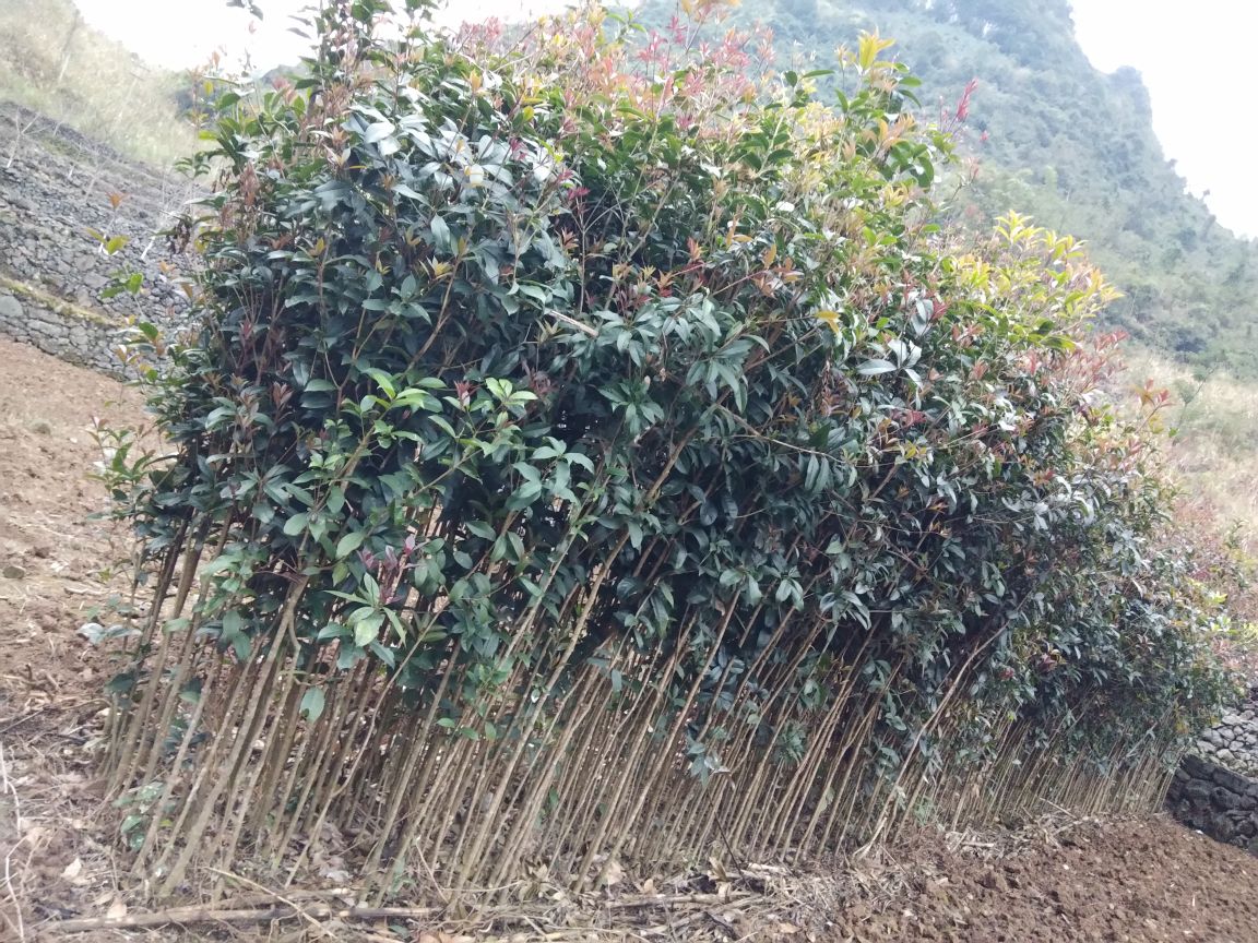 不同地区四季桂种植与施肥对比图