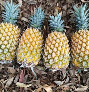 徐闻县直供欢迎选购菲律宾巴厘菠萝152斤