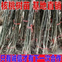 核桃苗50~100cm1~2年