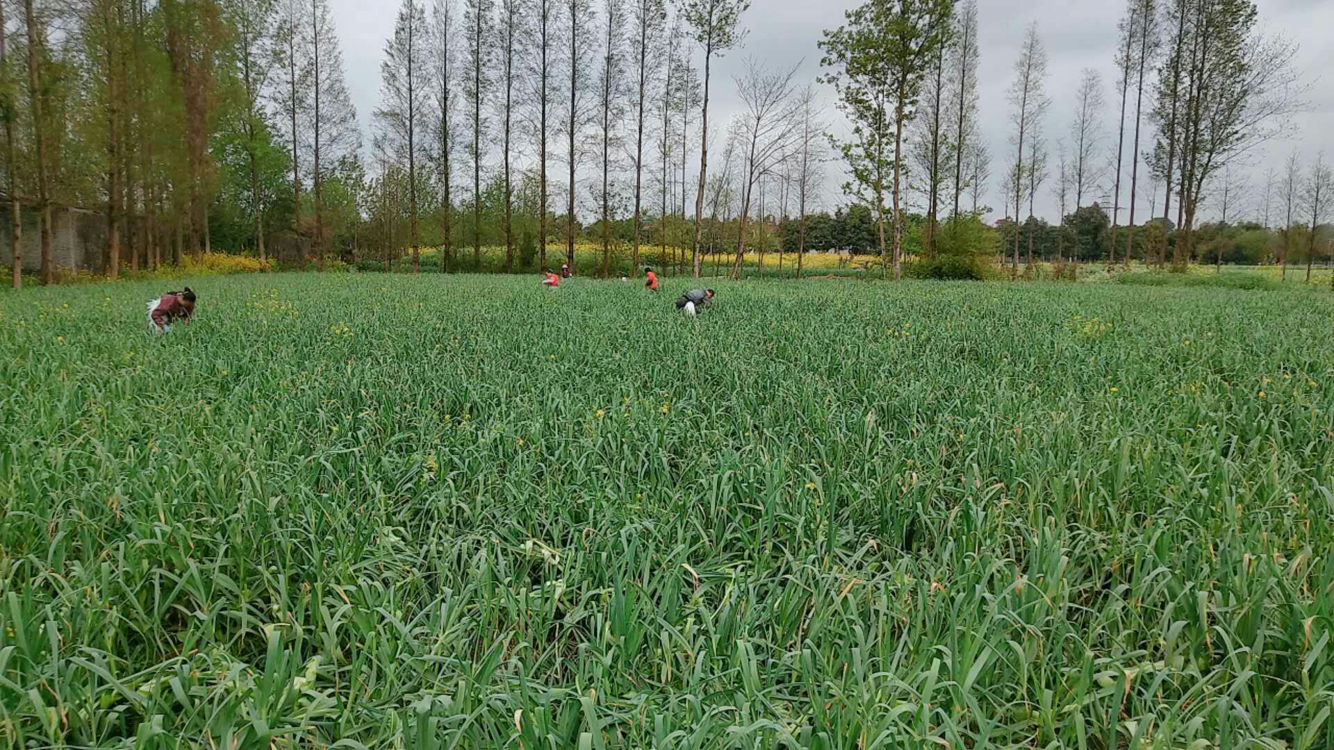 红蒜叶种植基地与乡村旅游结合的实景展示,游客在田间采摘体验 红蒜叶农旅融合展示图