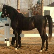 伊犁马400~500kg
