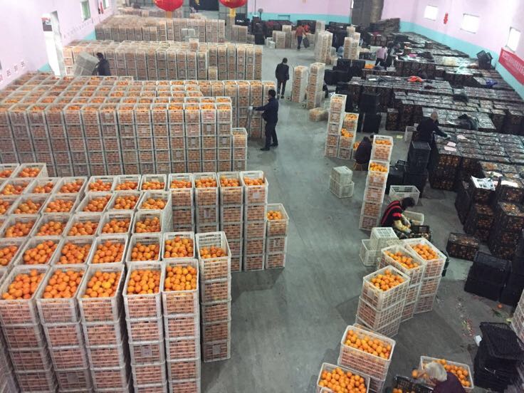脐橙加工