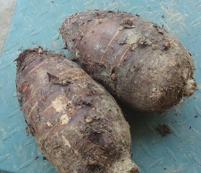 展示荔浦芋头与槟榔芋的外形对比,突出颜色、纹理和大小差异 荔浦芋头与槟榔芋对比图