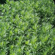 芦篙是芦蒿种苗不是成品芦蒿菜
