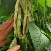 芸豆20cm以上产地直销一首货源可视频看货支持发货