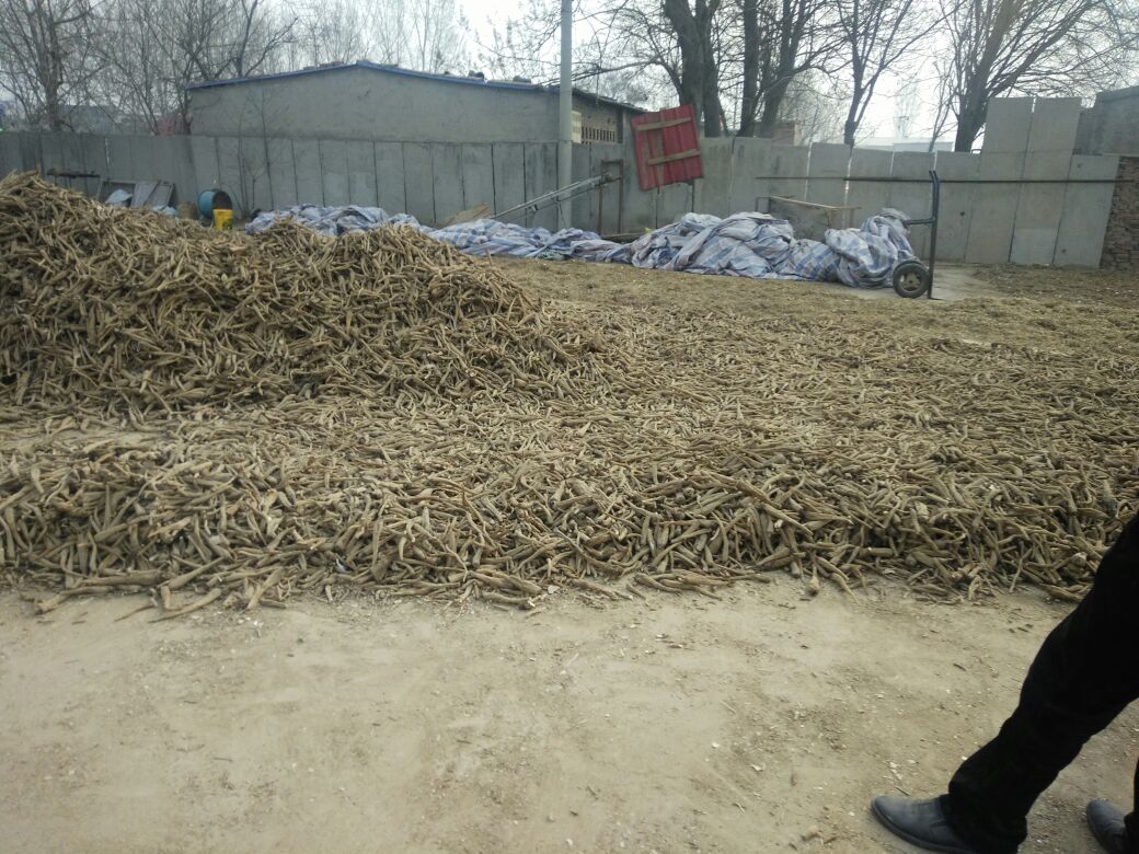 安岳县白芷初加工车间实景，工人正在阴干架上翻动白芷，环境温湿度计显示温度28℃、湿度62%，晾架为竹制，白芷呈整齐排列