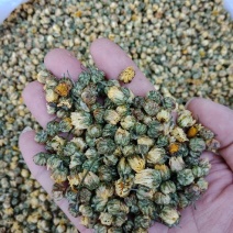 胎菊王散装