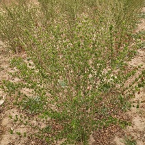 水蜡球50~80cm