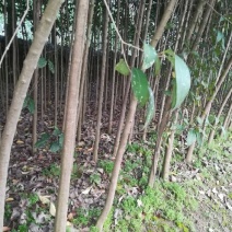 大叶女贞4cm以下