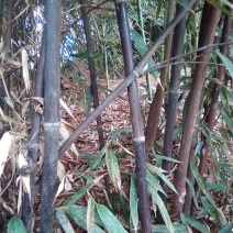 紫竹苗小苗30cm左右种植易成活运输方便成林快