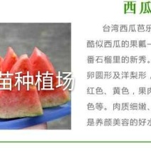 西瓜番石榴苗30~50cm